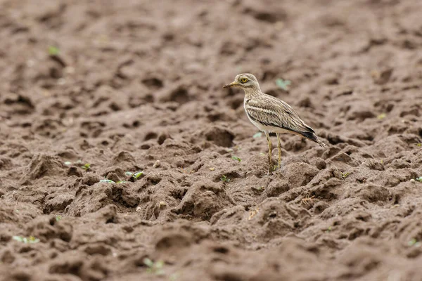 Avrupa taş kıvrımlı Burhinus oedicnemus toprakta koşuyor