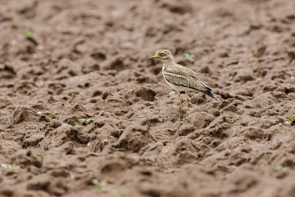 Avrupa taş kıvrımlı Burhinus oedicnemus toprakta koşuyor
