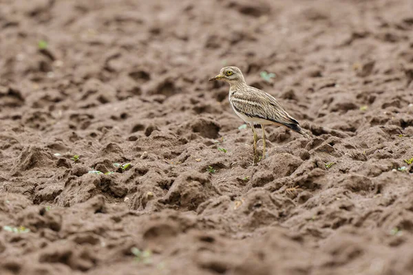 Avrupa taş kıvrımlı Burhinus oedicnemus toprakta koşuyor