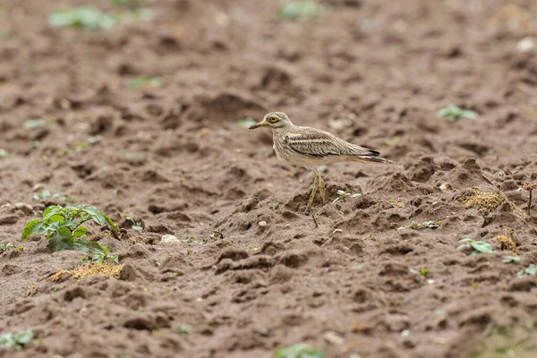 Avrupa taş kıvrımlı Burhinus oedicnemus toprakta koşuyor