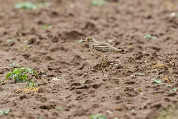 Avrupa taş kıvrımlı Burhinus oedicnemus toprakta koşuyor