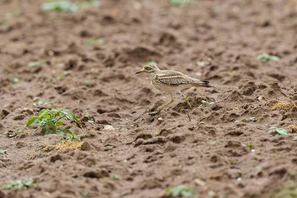 Avrupa taş kıvrımlı Burhinus oedicnemus toprakta koşuyor