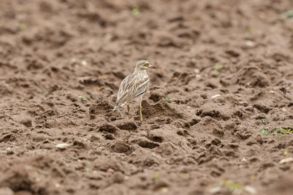 Avrupa taş kıvrımlı Burhinus oedicnemus toprakta koşuyor