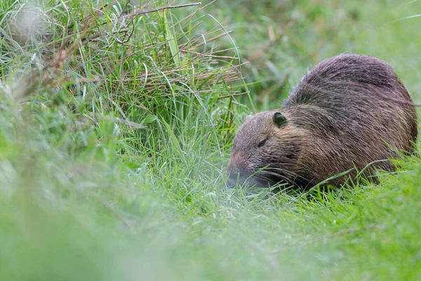 Myocastor coypus 'ta Nutria Coypu