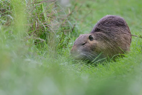 Myocastor coypus 'ta Nutria Coypu