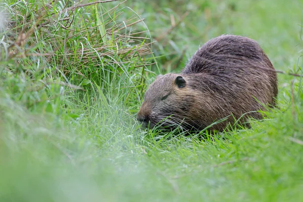 Myocastor coypus 'ta Nutria Coypu