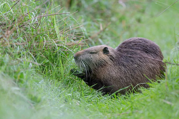 Myocastor coypus 'ta Nutria Coypu
