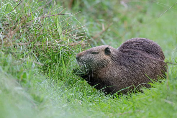 Myocastor coypus 'ta Nutria Coypu