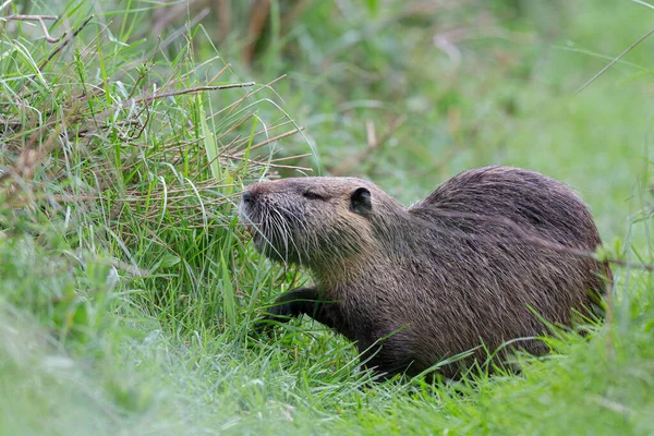 Myocastor coypus 'ta Nutria Coypu