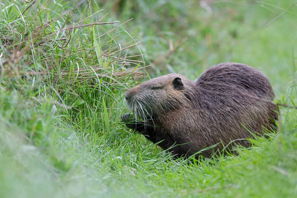 Myocastor coypus 'ta Nutria Coypu