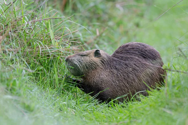 Myocastor coypus 'ta Nutria Coypu