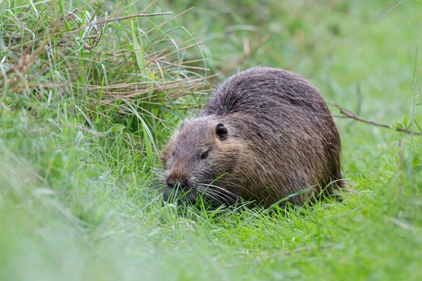 Myocastor coypus 'ta Nutria Coypu