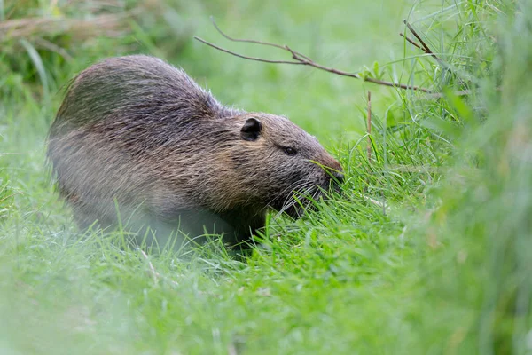 Myocastor coypus 'ta Nutria Coypu