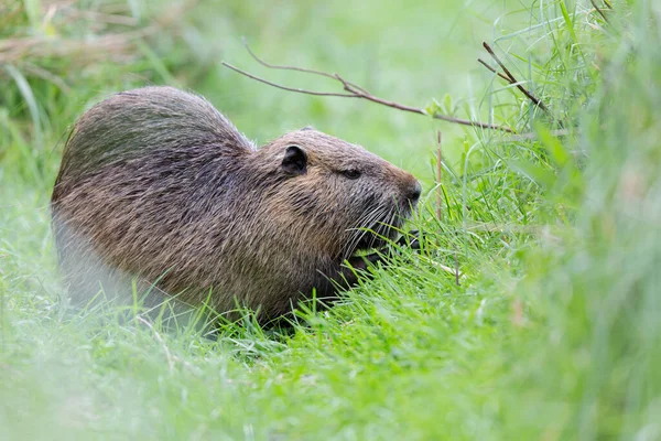 Myocastor coypus 'ta Nutria Coypu