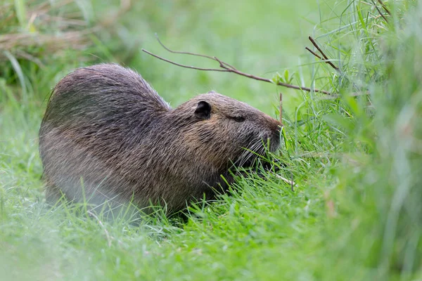 Myocastor coypus 'ta Nutria Coypu