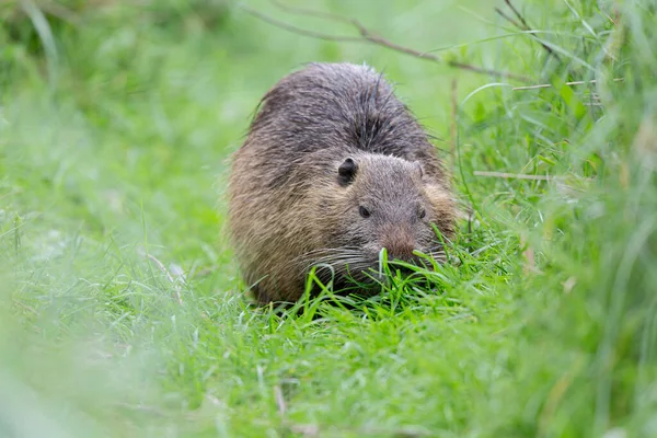 Myocastor coypus 'ta Nutria Coypu