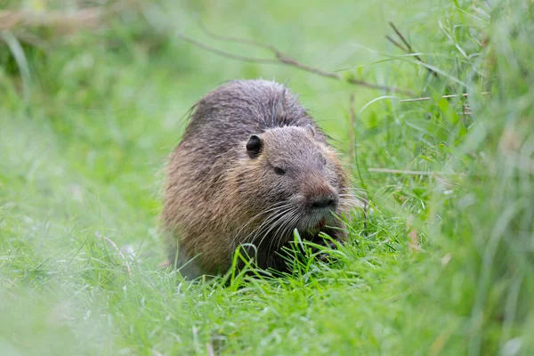 Myocastor coypus 'ta Nutria Coypu