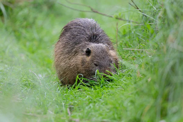 Myocastor coypus 'ta Nutria Coypu