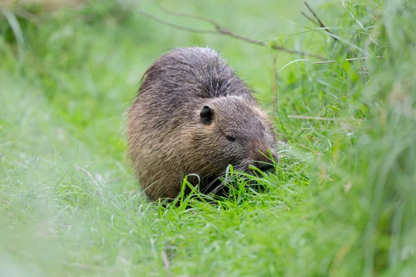 Myocastor coypus 'ta Nutria Coypu