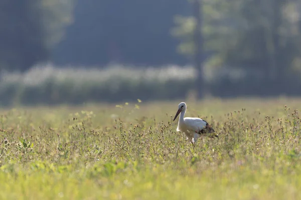 Beyaz leylek Ciconia Yazın bir çayırda