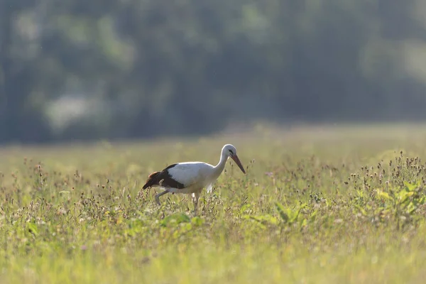 Beyaz leylek Ciconia Yazın bir çayırda