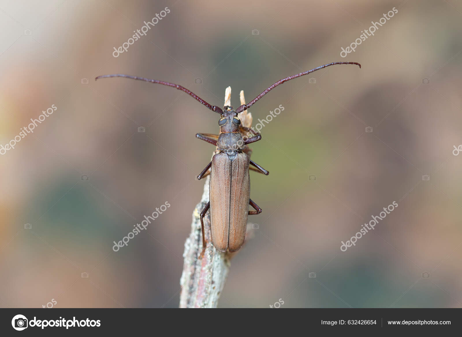 Aegosoma Scabricorne Endangered Big European Longhorn Beetle Close View