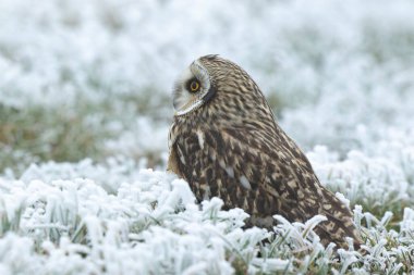 Kış atmosferinde kısa kulaklı baykuş SEO Asio flammeus