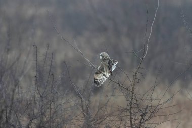 Kış atmosferinde kısa kulaklı baykuş SEO Asio flammeus