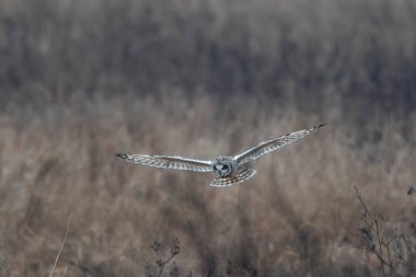Kış atmosferinde kısa kulaklı baykuş SEO Asio flammeus