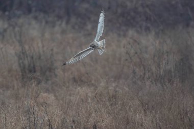 Kış atmosferinde kısa kulaklı baykuş SEO Asio flammeus