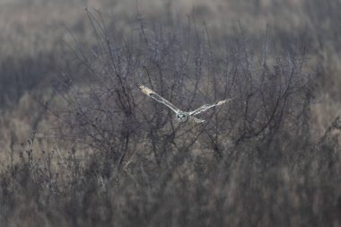 Kış atmosferinde kısa kulaklı baykuş SEO Asio flammeus
