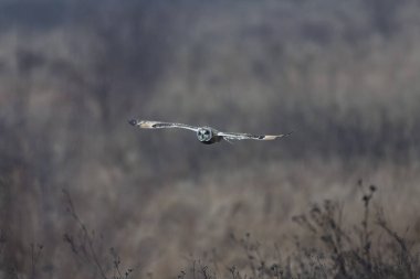 Kış atmosferinde kısa kulaklı baykuş SEO Asio flammeus