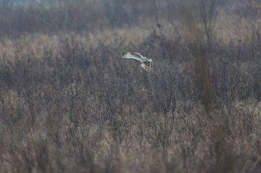 Kış atmosferinde kısa kulaklı baykuş SEO Asio flammeus