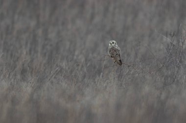 Kış atmosferinde kısa kulaklı baykuş SEO Asio flammeus