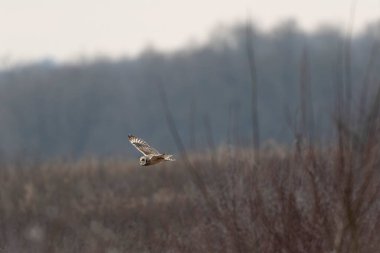 Kış atmosferinde kısa kulaklı baykuş SEO Asio flammeus