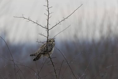 Kış atmosferinde kısa kulaklı baykuş SEO Asio flammeus