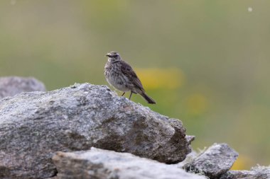 Avrupa Rock Pipit Anthus petrosus Brittany Sahili 'nde oturuyor ve besleniyor
