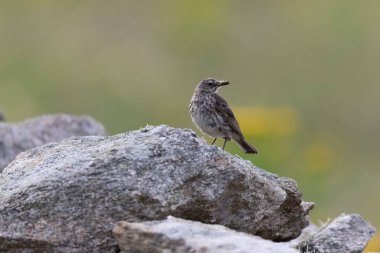 Avrupa Rock Pipit Anthus petrosus Brittany Sahili 'nde oturuyor ve besleniyor