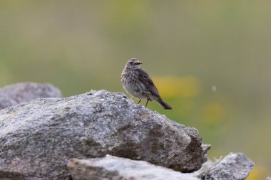 Avrupa Rock Pipit Anthus petrosus Brittany Sahili 'nde oturuyor ve besleniyor