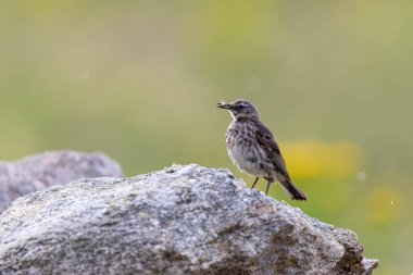 Avrupa Rock Pipit Anthus petrosus Brittany Sahili 'nde oturuyor ve besleniyor
