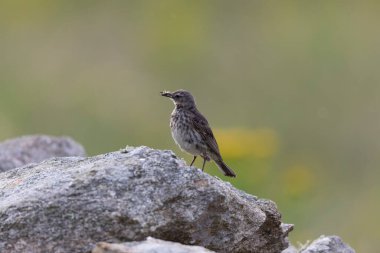 Avrupa Rock Pipit Anthus petrosus Brittany Sahili 'nde oturuyor ve besleniyor