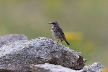 Avrupa Rock Pipit Anthus petrosus Brittany Sahili 'nde oturuyor ve besleniyor