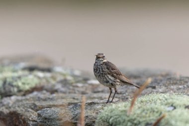 Avrupa Rock Pipit Anthus petrosus Brittany Sahili 'nde oturuyor ve besleniyor
