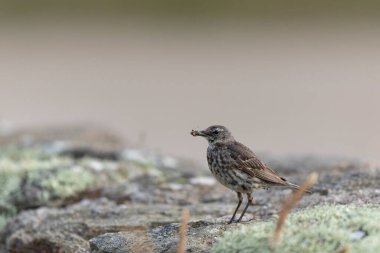 Avrupa Rock Pipit Anthus petrosus Brittany Sahili 'nde oturuyor ve besleniyor