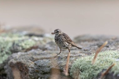 Avrupa Rock Pipit Anthus petrosus Brittany Sahili 'nde oturuyor ve besleniyor