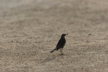 Avrupa Rock Pipit Anthus petrosus Brittany Sahili 'nde oturuyor ve besleniyor