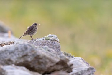 Avrupa Rock Pipit Anthus petrosus Brittany Sahili 'nde oturuyor ve besleniyor