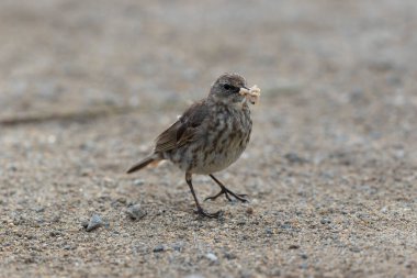 Avrupa Rock Pipit Anthus petrosus Brittany Sahili 'nde oturuyor ve besleniyor