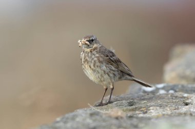 Avrupa Rock Pipit Anthus petrosus Brittany Sahili 'nde oturuyor ve besleniyor