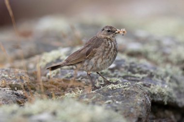 Avrupa Rock Pipit Anthus petrosus Brittany Sahili 'nde oturuyor ve besleniyor